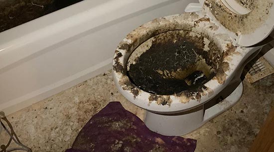 Sewage Backup and Toilet Overflows